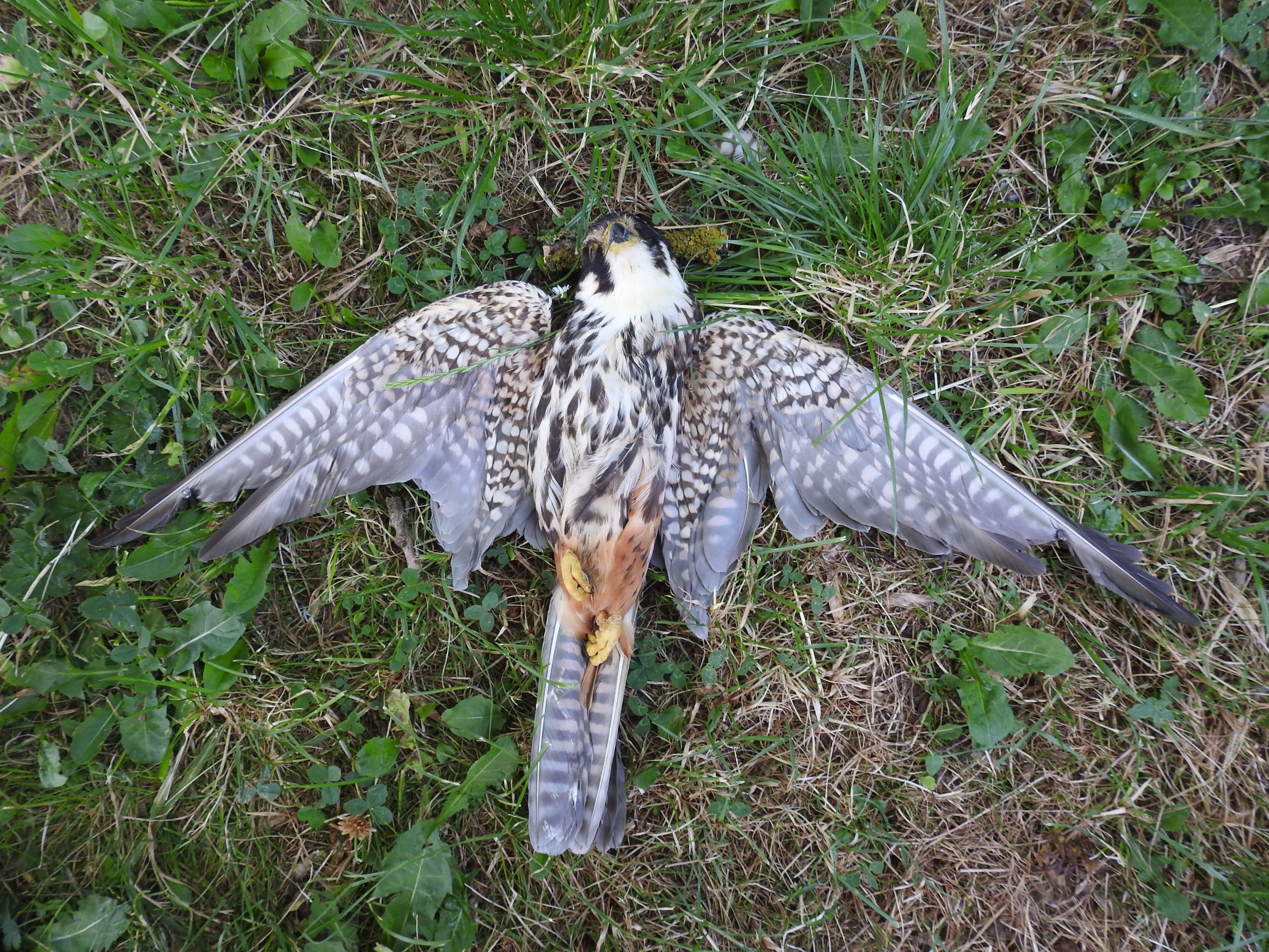 Windkraftausbau und Freiflächenphotovoltaik-Anlagen im Saale-Orla-Kreis