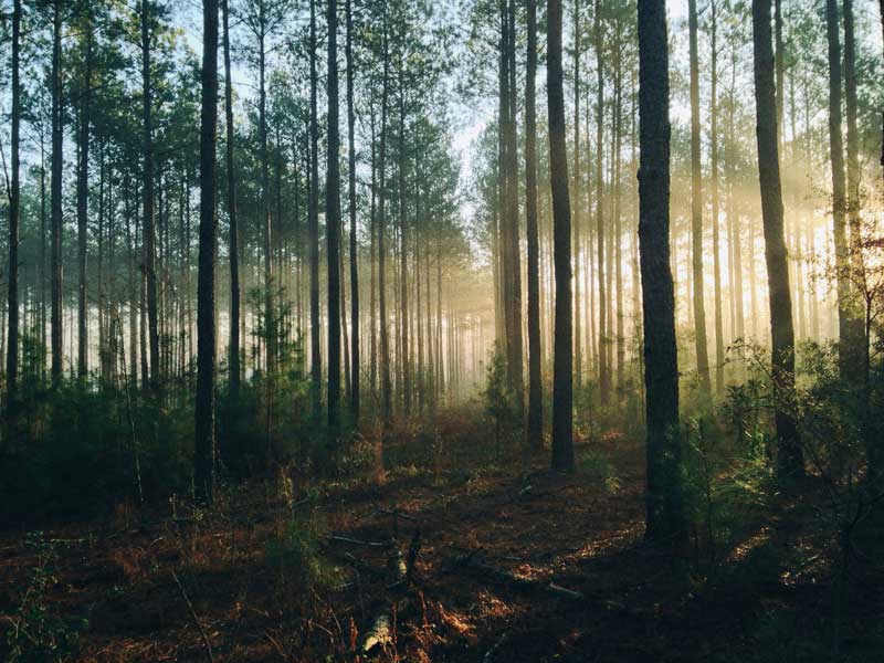 Holz- und Schadholzeinschlag in Thüringens Wäldern erneut gestiegen